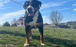 Greater Swiss Mountain Dog dogs for sale: Miss Purple - Image 9
