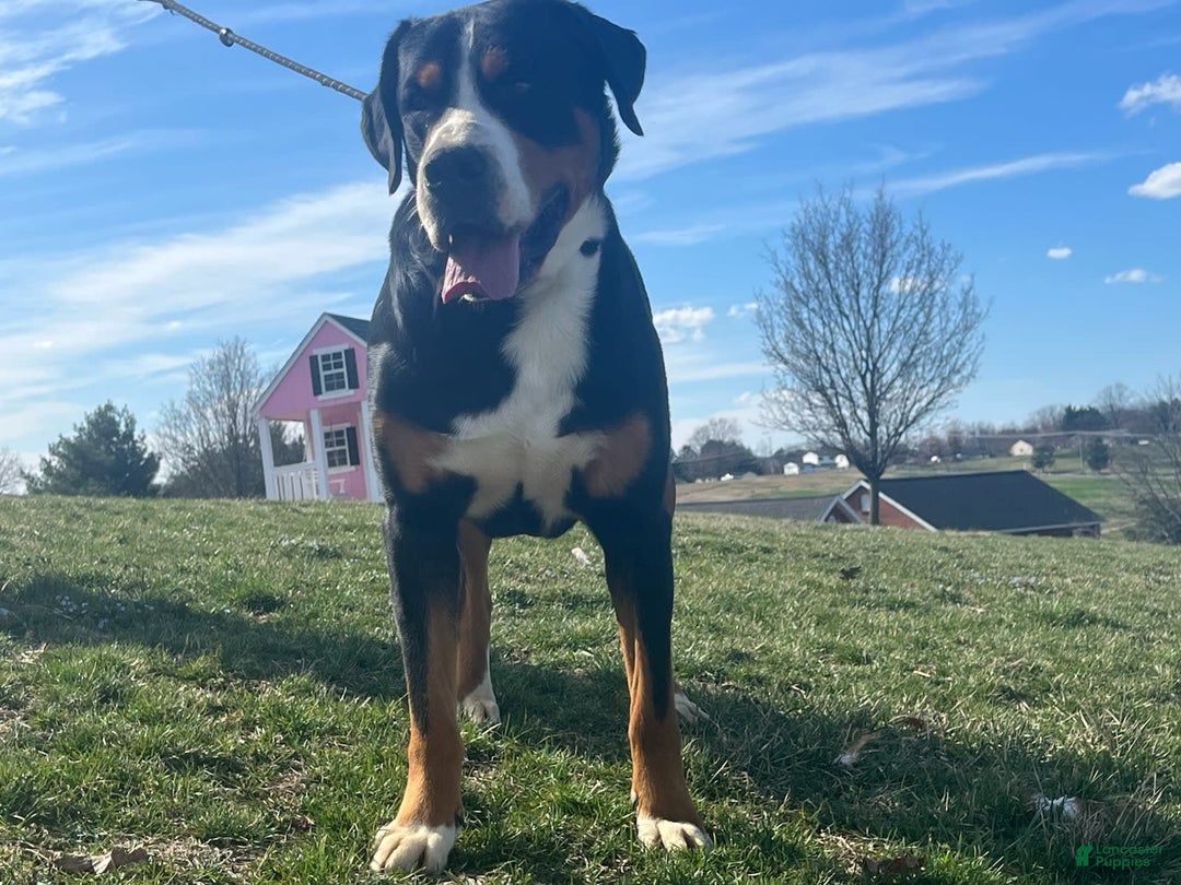 Greater Swiss Mountain Dog dogs for sale: Miss Purple - Image 9