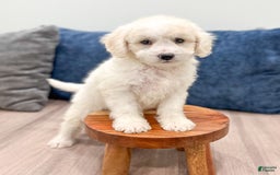  dogs for sale: Mini Goldendoodle 5 puppies - Image 23