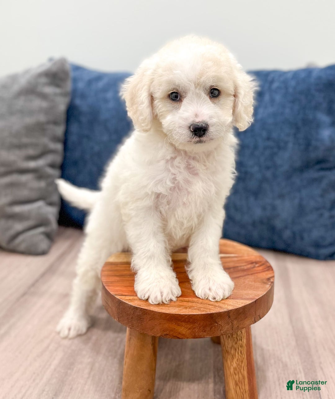  dogs for sale: Mini Goldendoodle 5 puppies - Image 23