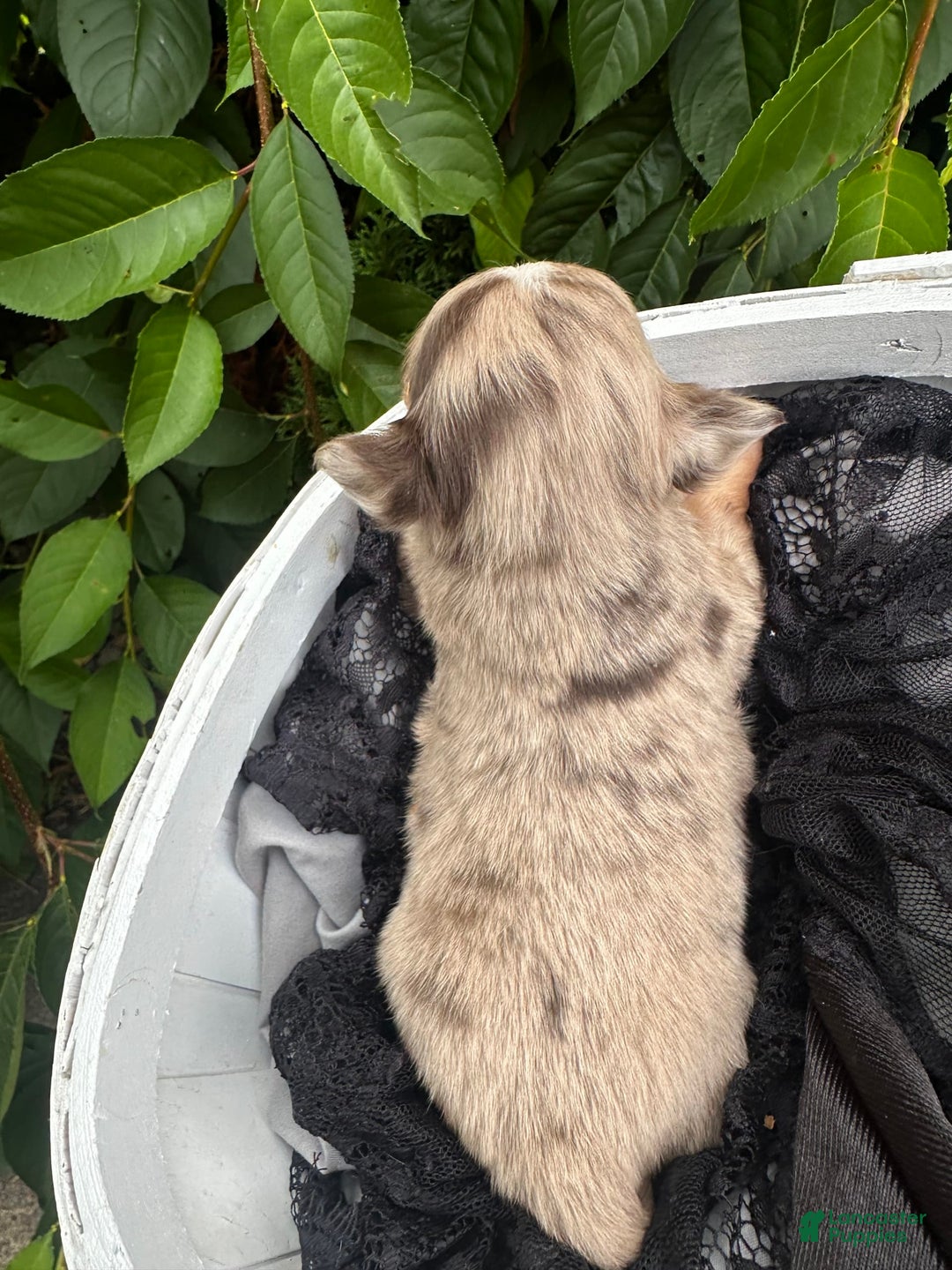 Chihuahua dogs for sale: Armani - Image 1
