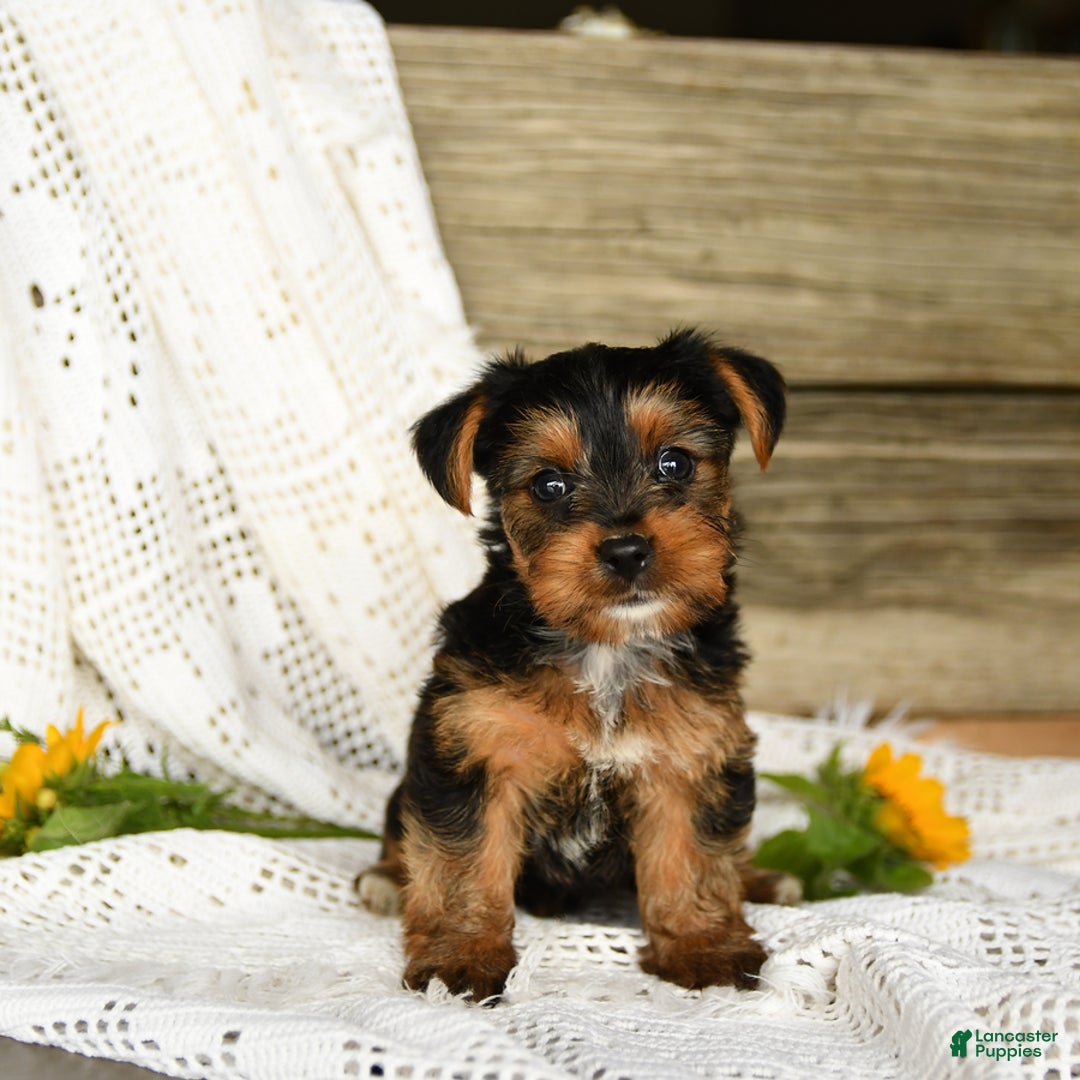 Yorkshire Terrier dogs for sale: London - Image 3
