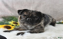 Pug dogs for sale: Santiago - Image 7