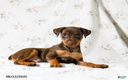 Miniature Pinscher dogs for sale: Chipper - Image 2