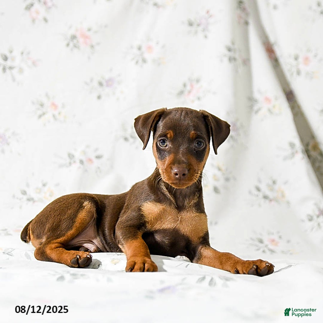 Miniature Pinscher dogs for sale: Chipper - Image 2