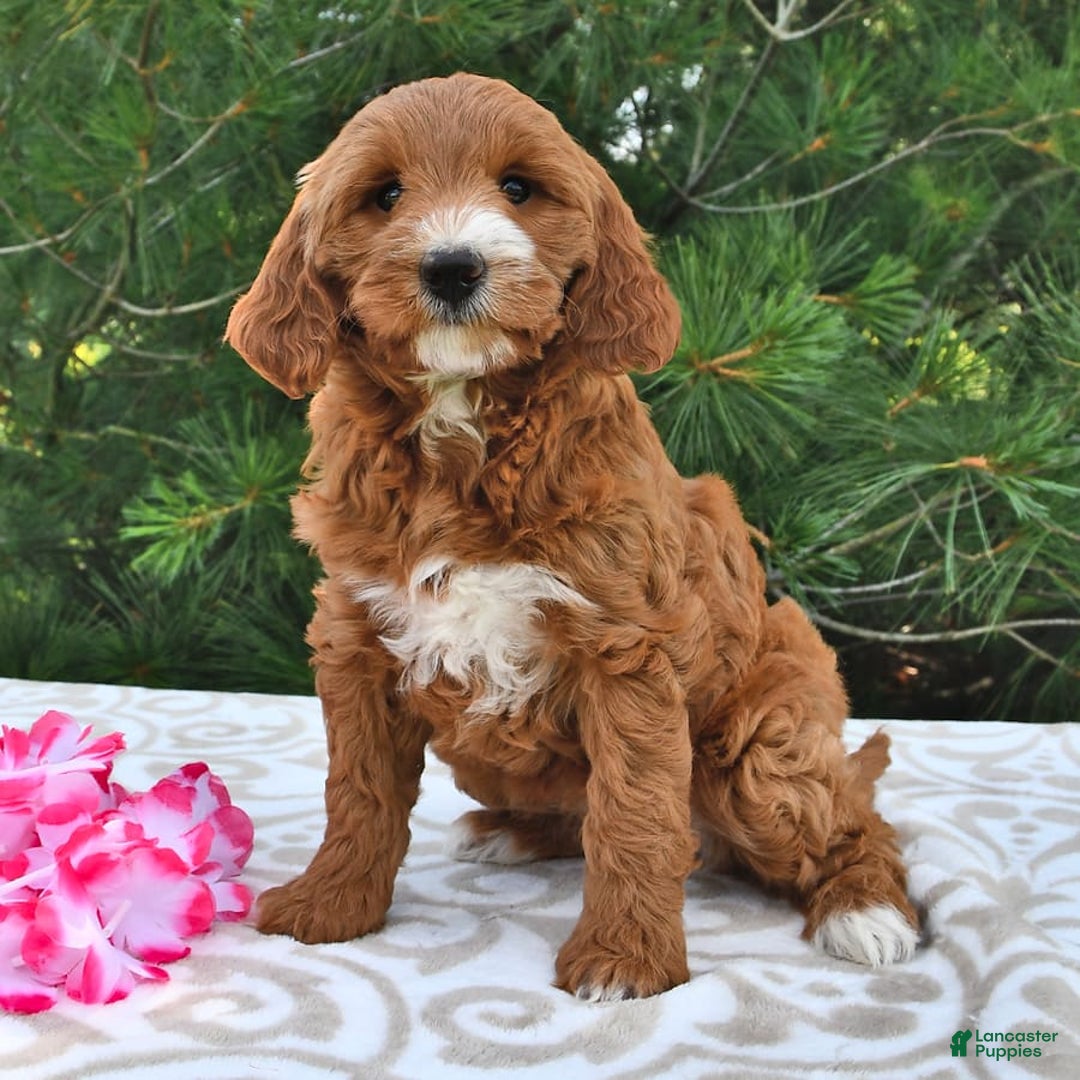 Mini Goldendoodle dogs for sale: Dixie - Image 7
