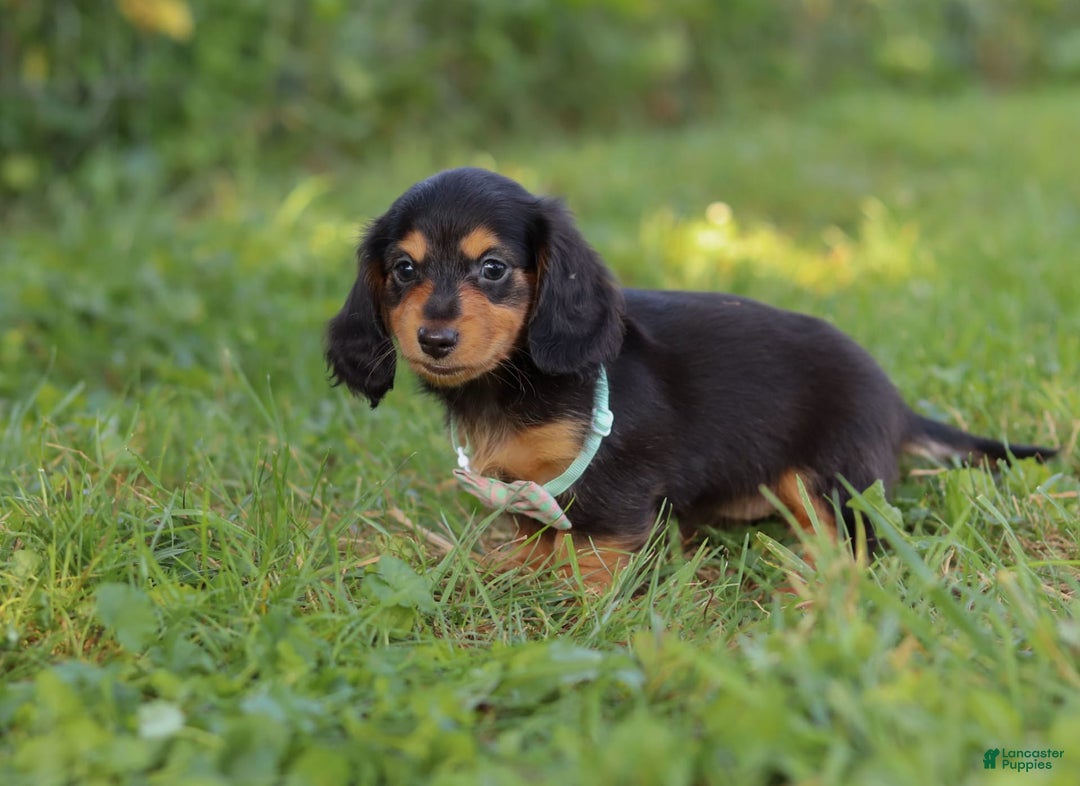 Miniature Dachshund dogs for sale: Sally - Image 4
