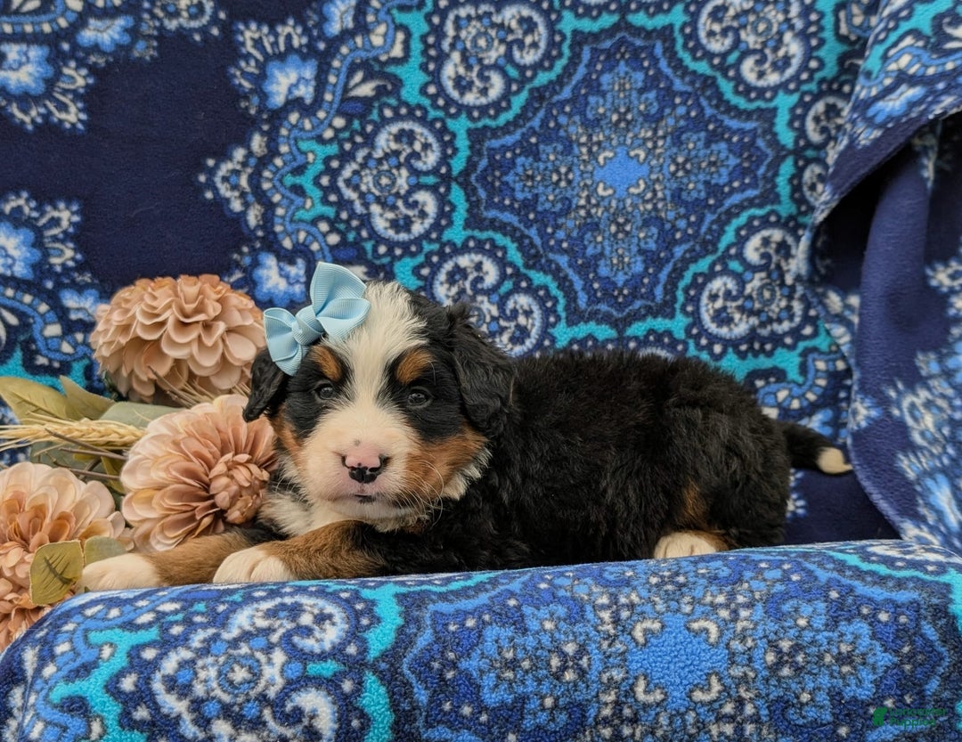 Bernese Mountain Dog dogs for sale: Emma - Image 1