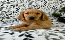 Golden Retriever dogs for sale: George - Listing for pets: George, Garrison, Geo - Image 5
