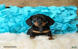 Miniature Dachshund dogs for sale: Jelly Bean - Image 5