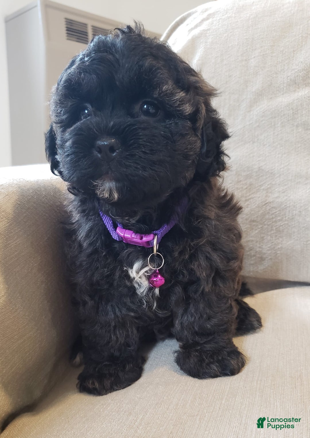 Shihpoo dogs for sale: Elsa - Image 3