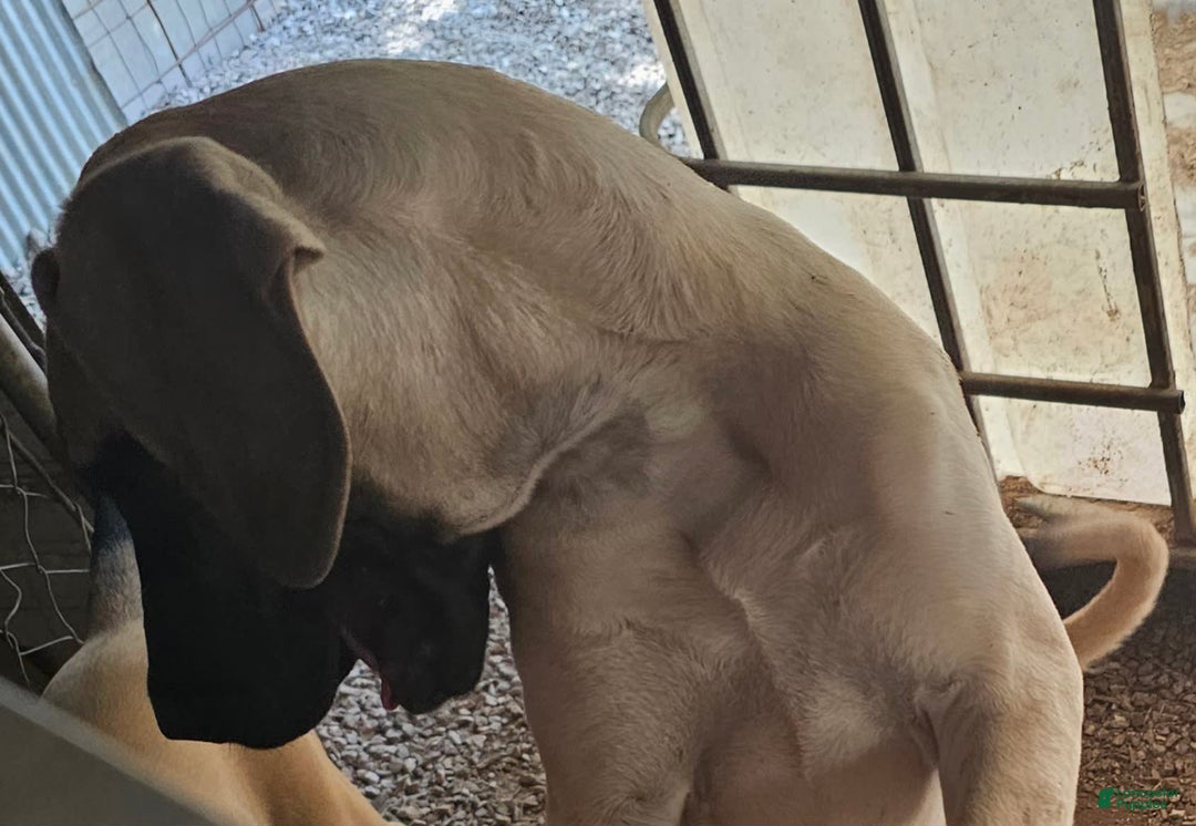 English Mastiff dogs for sale: Angel - Image 5