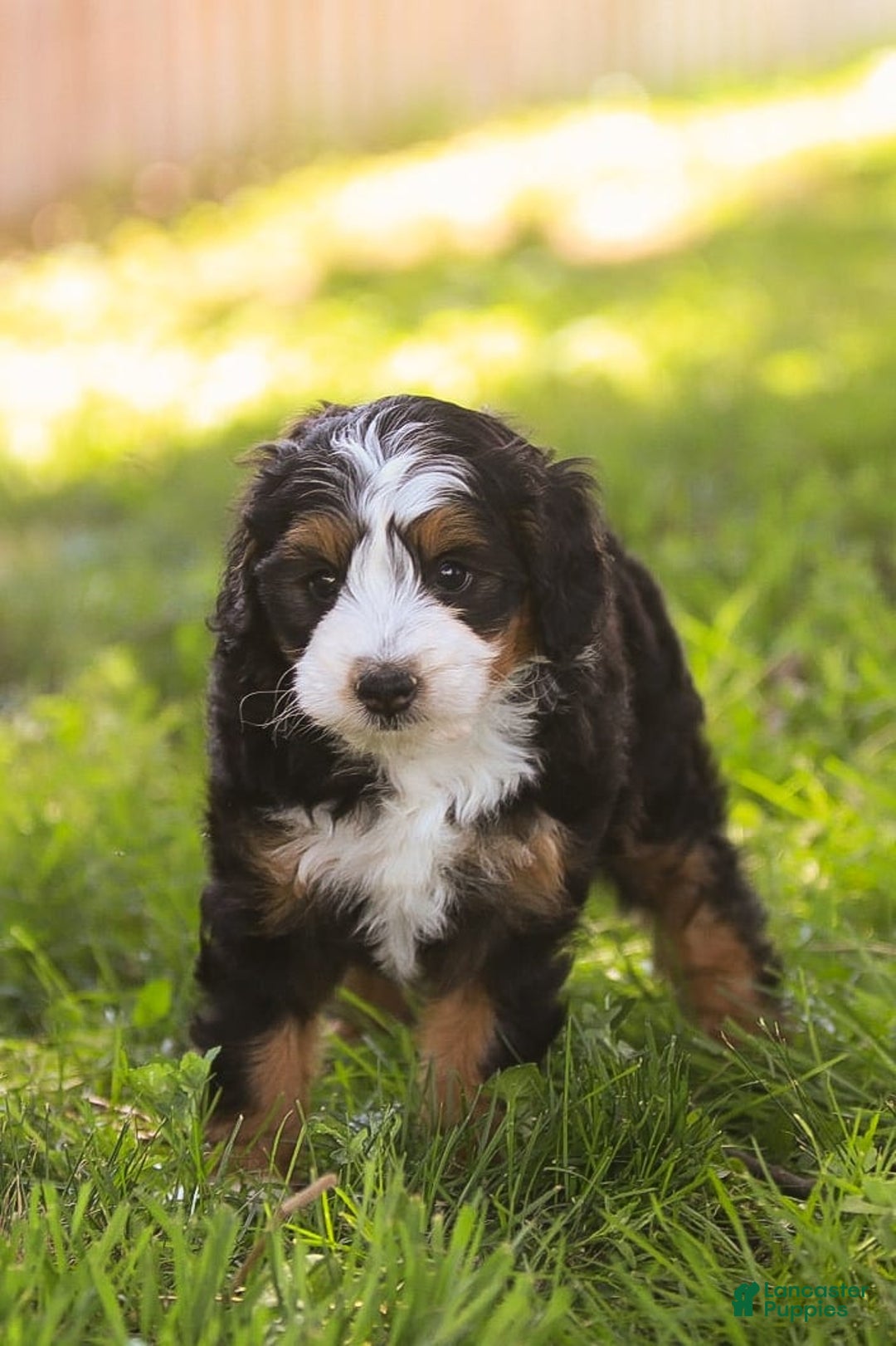 Mini Bernedoodle dogs for sale: Mary - Image 13