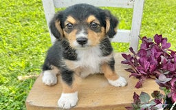 Welsh Corgi Pembroke dogs for sale: Summer - Image 1