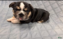French Bulldog dogs for sale: Lady Cadet - Image 1
