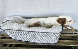 Cavapoo dogs for sale: Bruce - Image 19