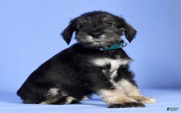 Miniature Schnauzer dogs for sale: Austin - Image 8