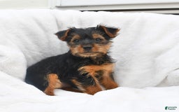 Yorkshire Terrier dogs for sale: Delilah - Image 2