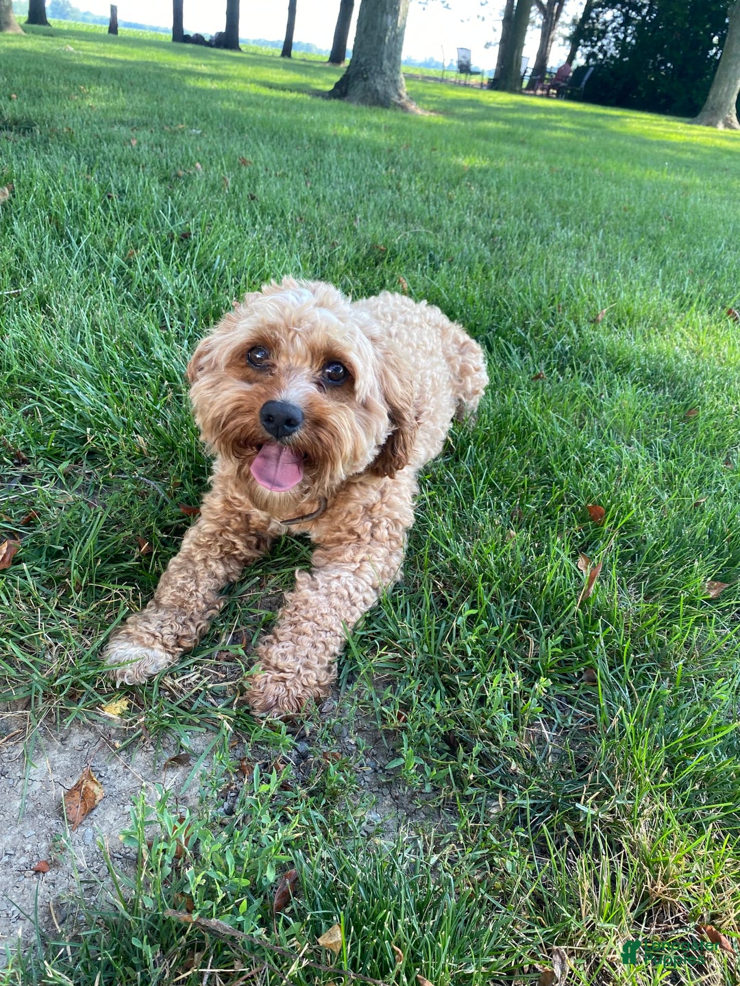 Cavapoo dogs for sale: Maverick - Image 17