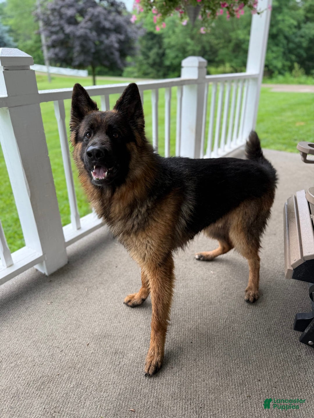 German Shepherd dogs for sale: Red - Image 17