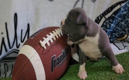 American Bully dogs for sale: Mary-kate - Image 9