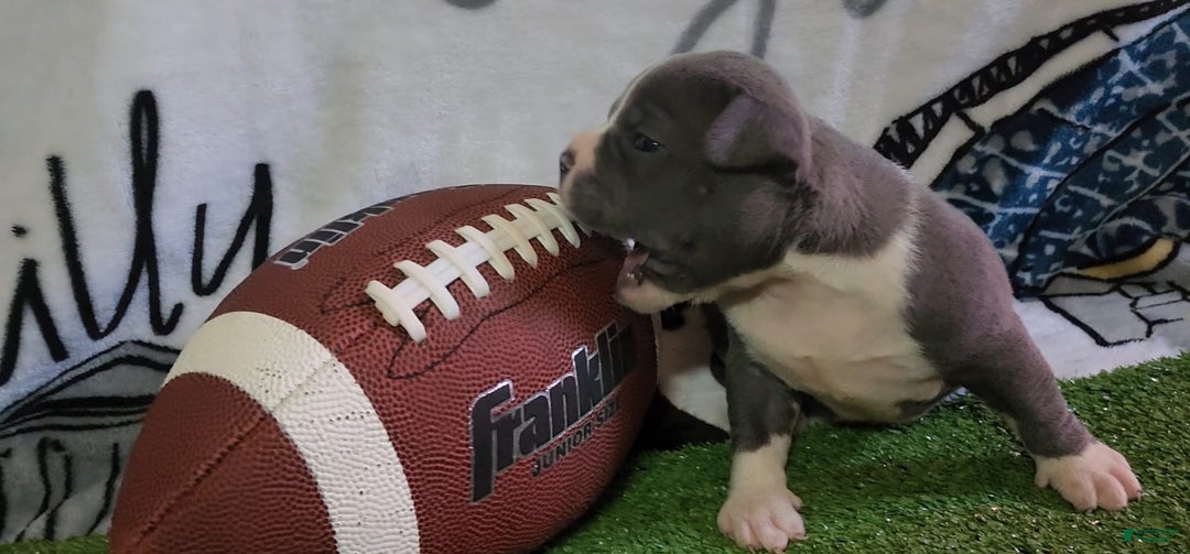 American Bully dogs for sale: Mary-kate - Image 9