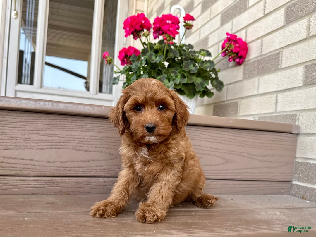 Cockapoo dogs for sale: Samantha - Image 7