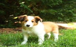 Shetland Sheepdog dogs for sale: Lana - Image 1