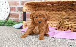 Miniature Poodle dogs for sale: Glamour - Image 8