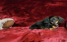 Miniature Dachshund dogs for sale: RYDER - Image 6