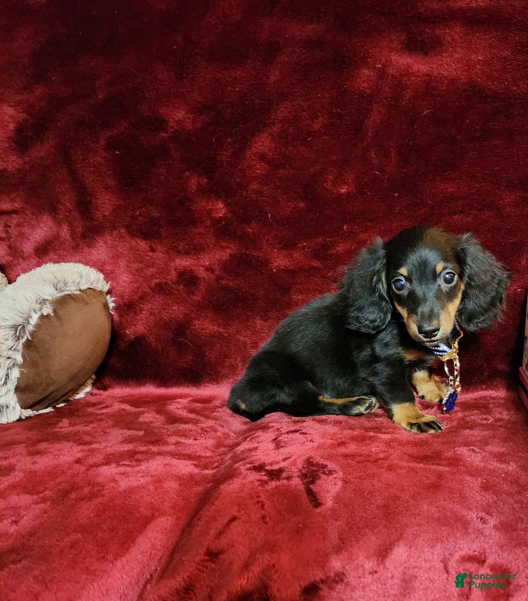Miniature Dachshund dogs for sale: RYDER - Image 6