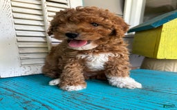 Cavapoo dogs for sale: Cooper - Image 1