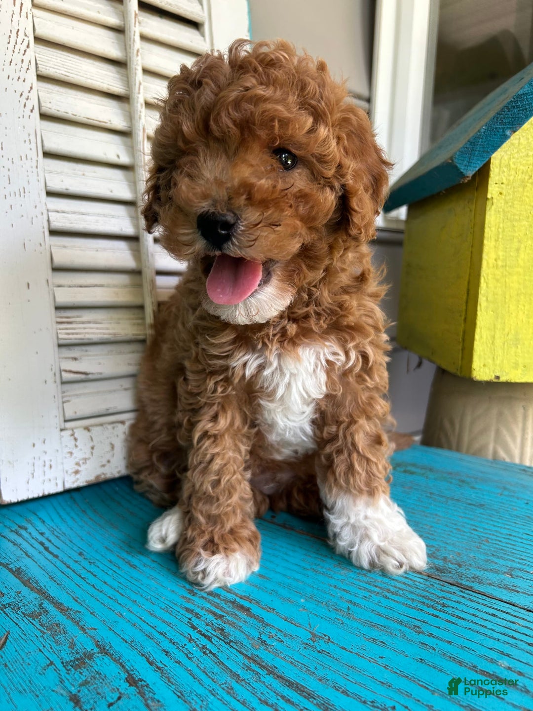 Cavapoo dogs for sale: Cooper - Image 1