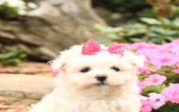 Maltese dogs for sale: Flower - Image 3