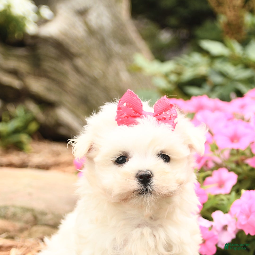 Maltese dogs for sale: Flower - Image 3