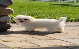Bichon Frise dogs for sale: Bandit - Image 2