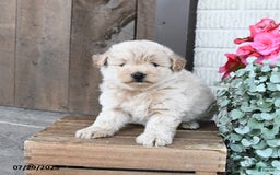 Pomapoo dogs for sale: Ranger - Image 2
