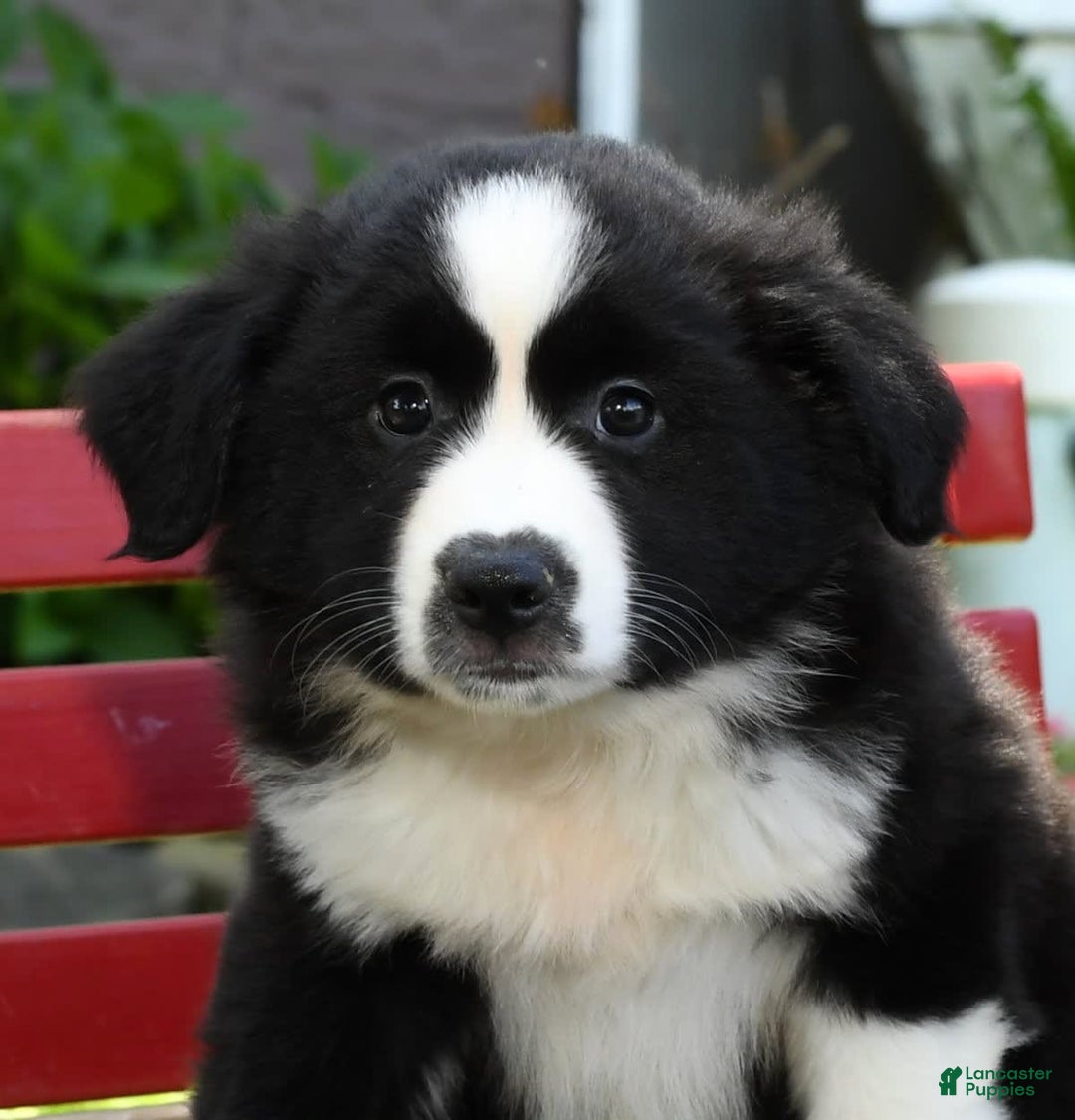 Australian Shepherd dogs for sale: Brenda - Image 3