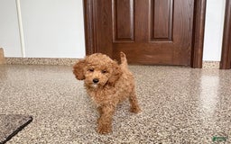 Cockapoo dogs for sale: Sara - Image 6