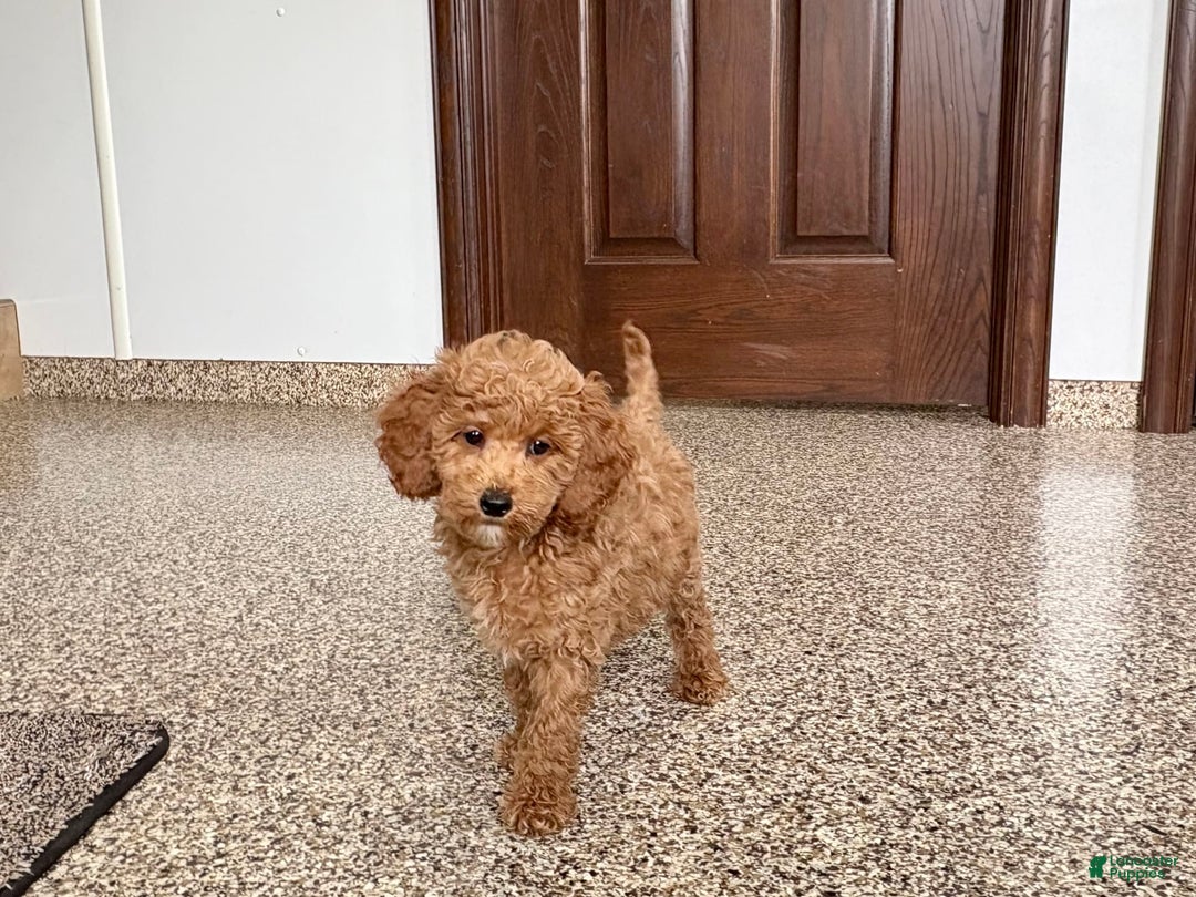 Cockapoo dogs for sale: Sara - Image 6