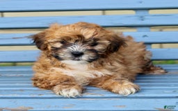 Shihpoo dogs for sale: Jasper - Image 2