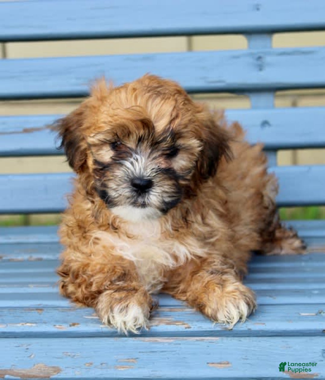 Shihpoo dogs for sale: Jasper - Image 2