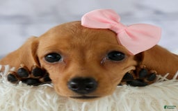 Miniature Dachshund dogs for sale: Miniature Dachshund 3 puppies - Image 1