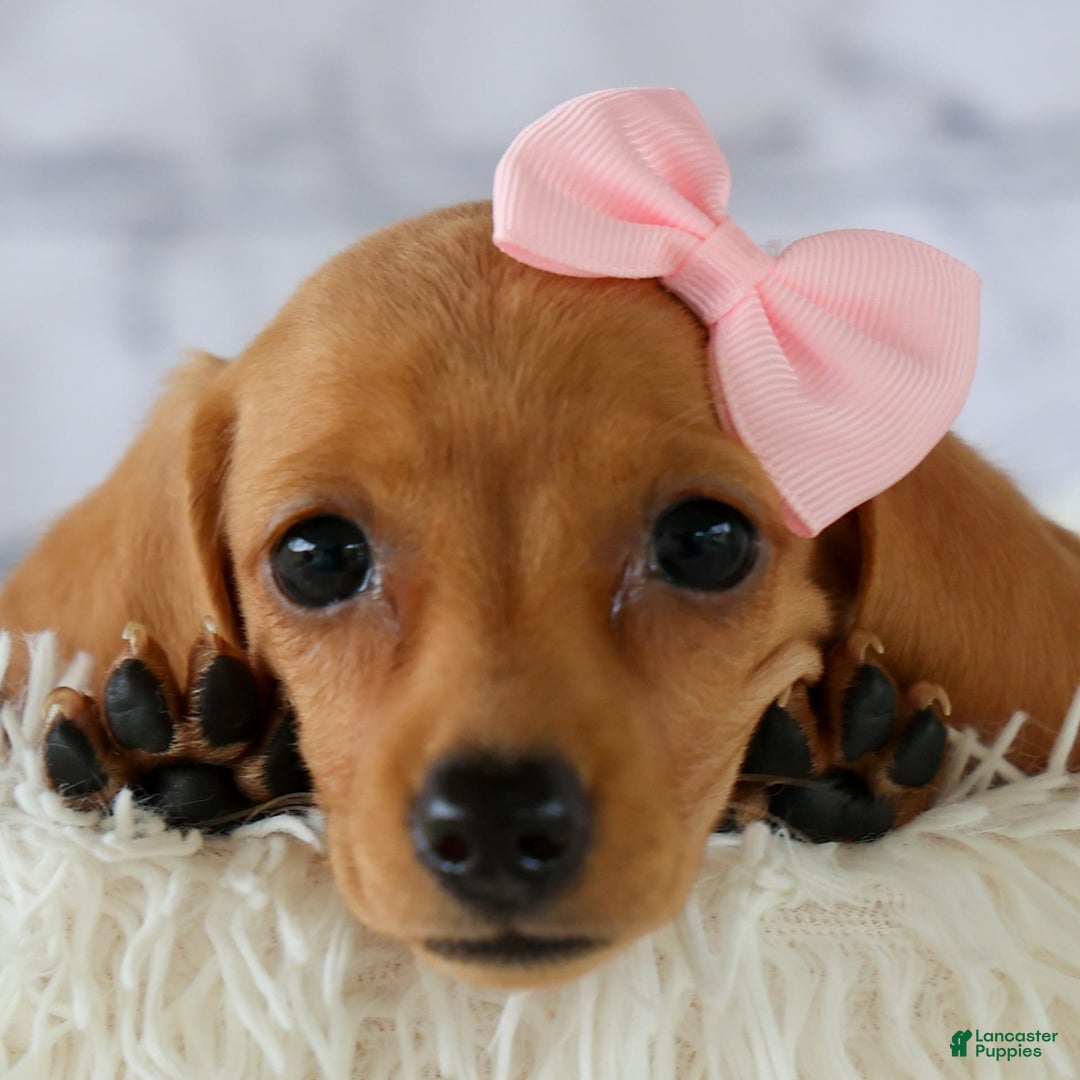 Miniature Dachshund dogs for sale: Miniature Dachshund 3 puppies - Image 1