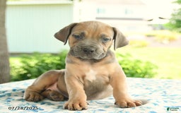 Cane Corso dogs for sale: Haden - Image 3