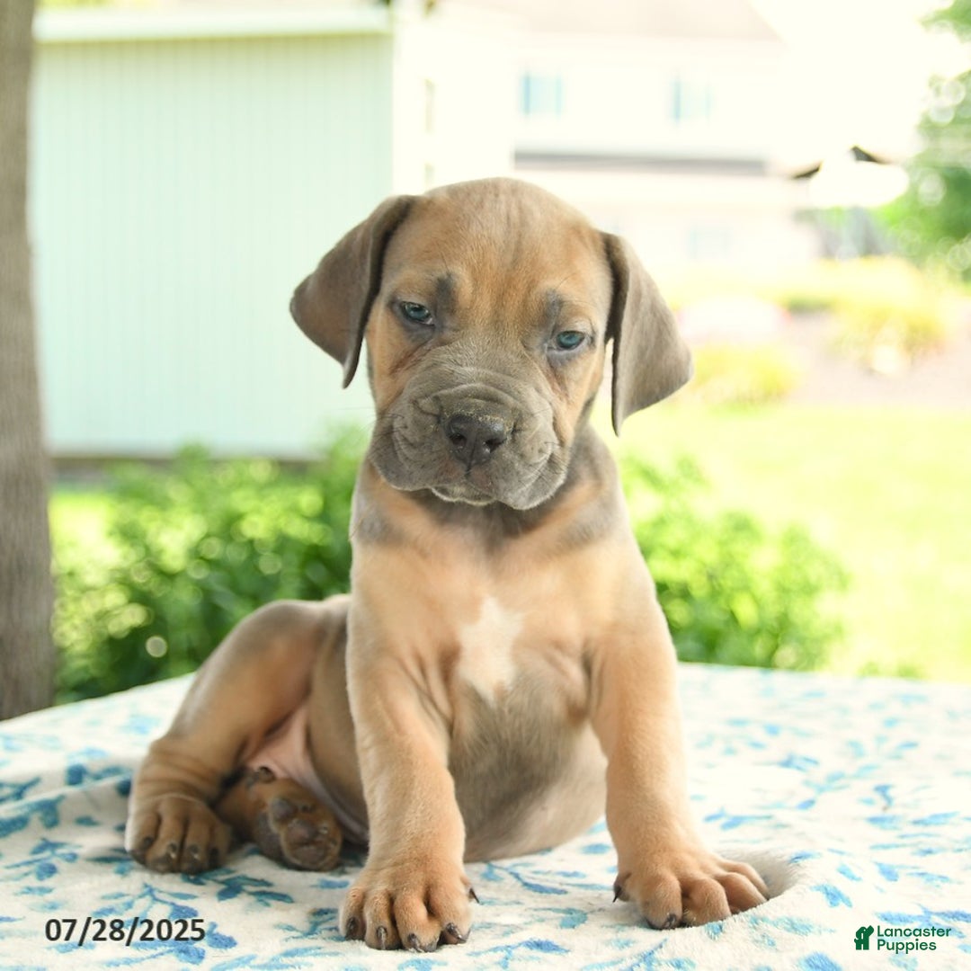 Cane Corso dogs for sale: Haden - Image 3