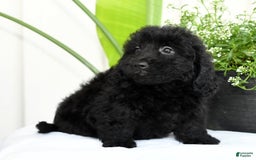 Mini Goldendoodle dogs for sale: Hailey - Image 6