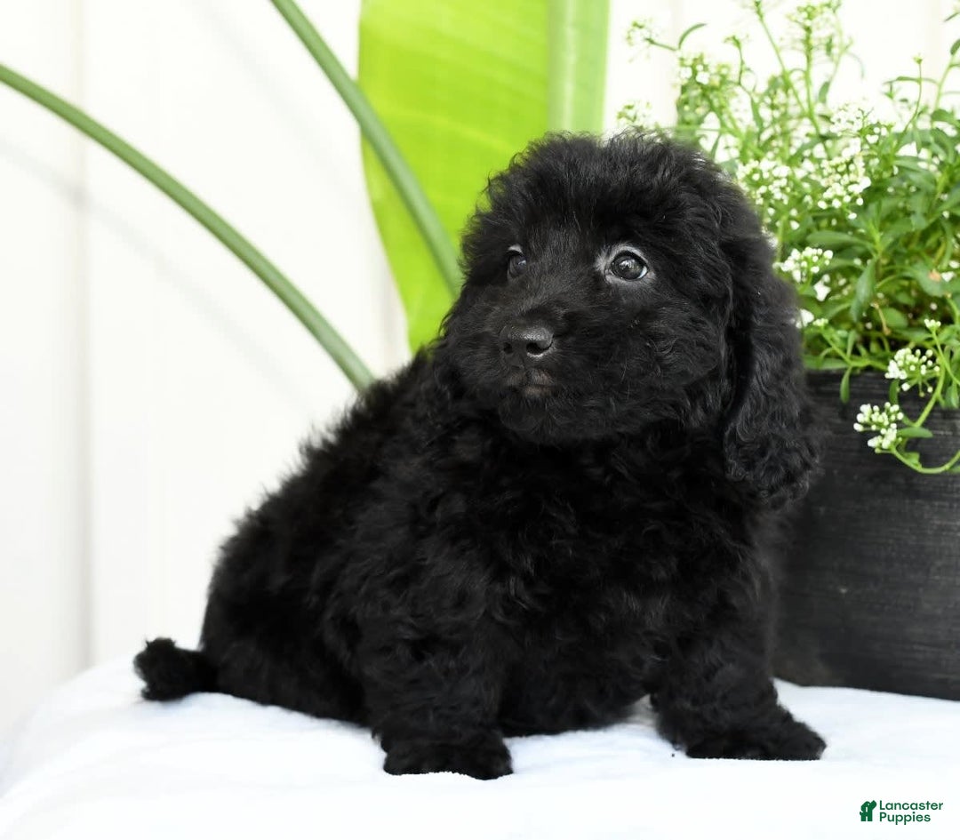 Mini Goldendoodle dogs for sale: Hailey - Image 6