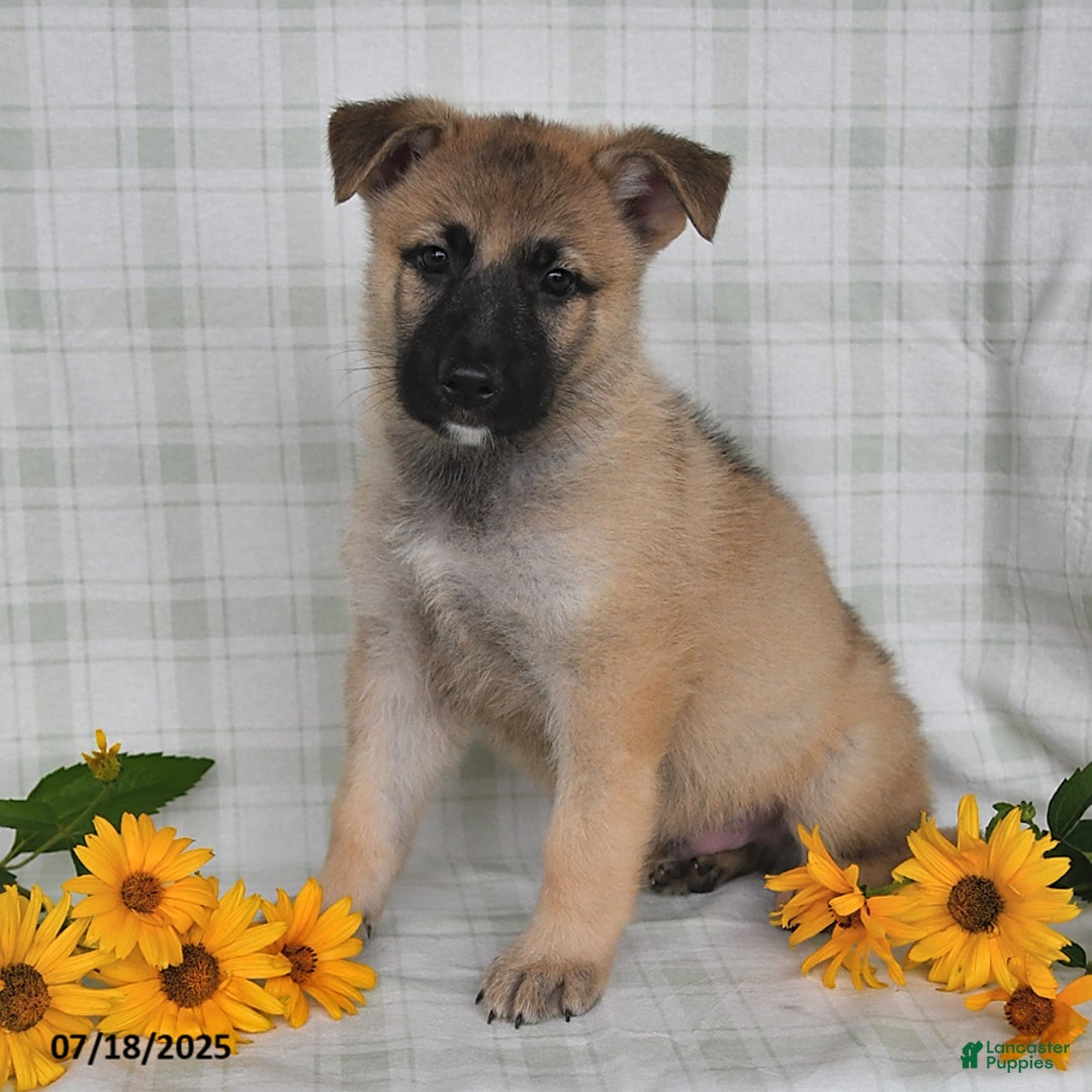 German Shepherd dogs for sale: Karlos - Image 1