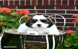 Malshi dogs for sale: Dandy - Image 2